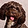Bungle