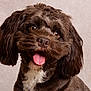 dog, brown, fluffy, tongue_out, happy, pet, cute, ears, fur, portrait, studio, animal, mammal, companion, friendly, closeup, face, expression, white_chest, background