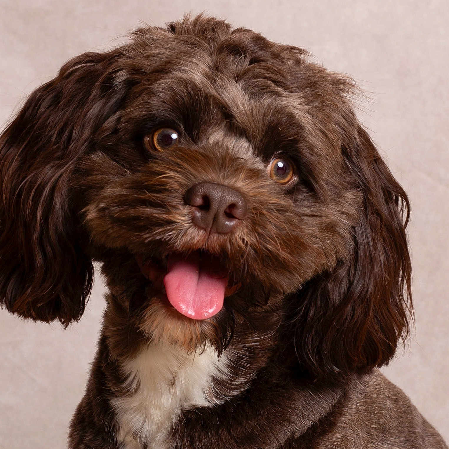 Bungle is registered to the contest to win money with this photo: animal, background, brown, closeup, companion, cute, dog, ears, expression, face, fluffy, friendly, fur, happy, mammal, pet, portrait, studio, tongue_out, white_chest