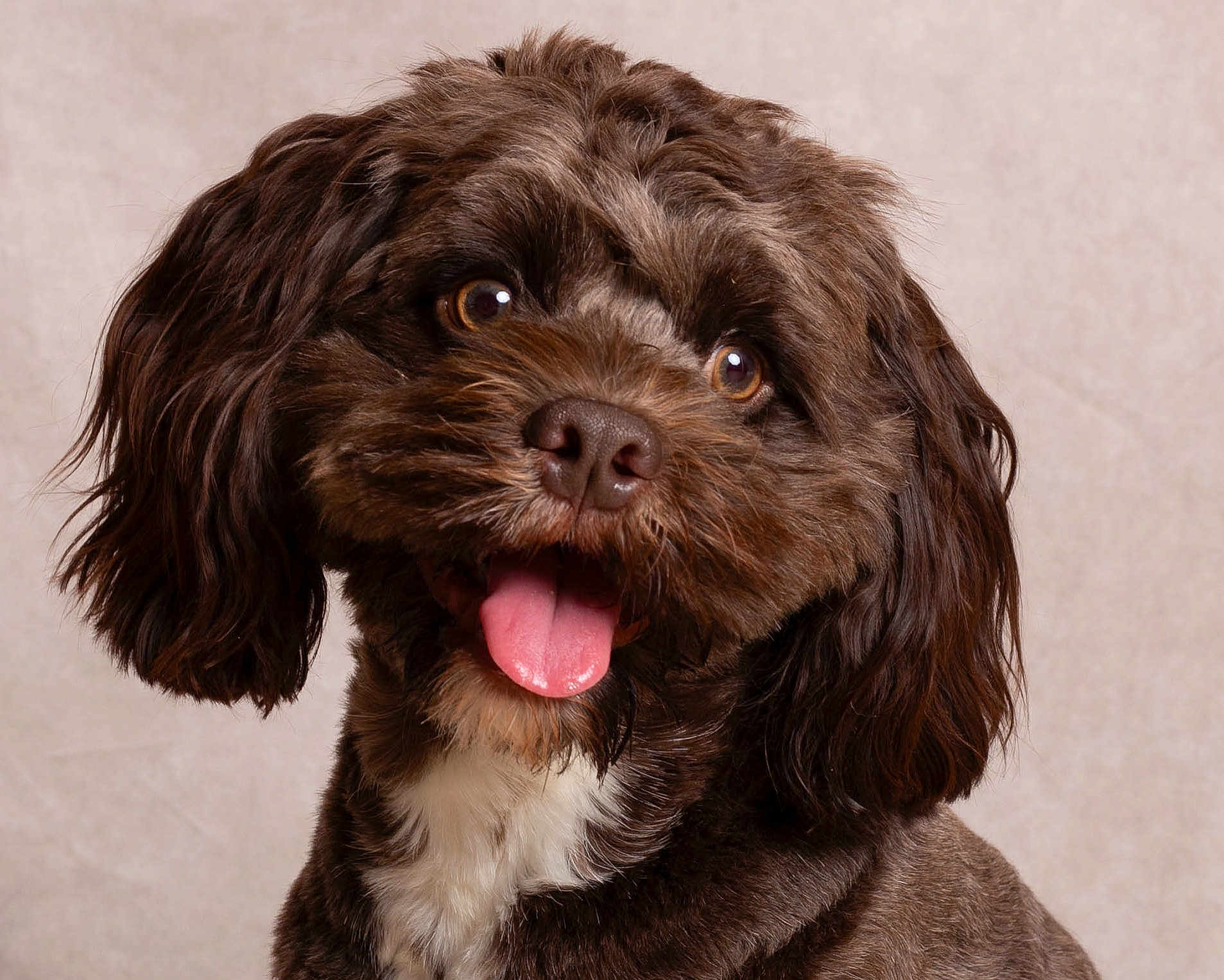 Bungle is registered to the contest to win money with this photo: dog, brown, fluffy, tongue_out, happy, pet, cute, ears, fur, portrait, studio, animal, mammal, companion, friendly, closeup, face, expression, white_chest, background