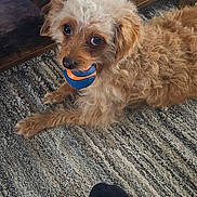 Cinnamon joined the competition — help win amazing prizes! animal, ball, brown_dog, carpet, close_up, curly_hair, cute, dog, floor, foot, indoor, jeans, looking, pet, playful, small_dog, sock, texture, toy, wooden_furniture