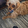 animal, ball, brown_dog, carpet, close_up, curly_hair, cute, dog, floor, foot, indoor, jeans, looking, pet, playful, small_dog, sock, texture, toy, wooden_furniture