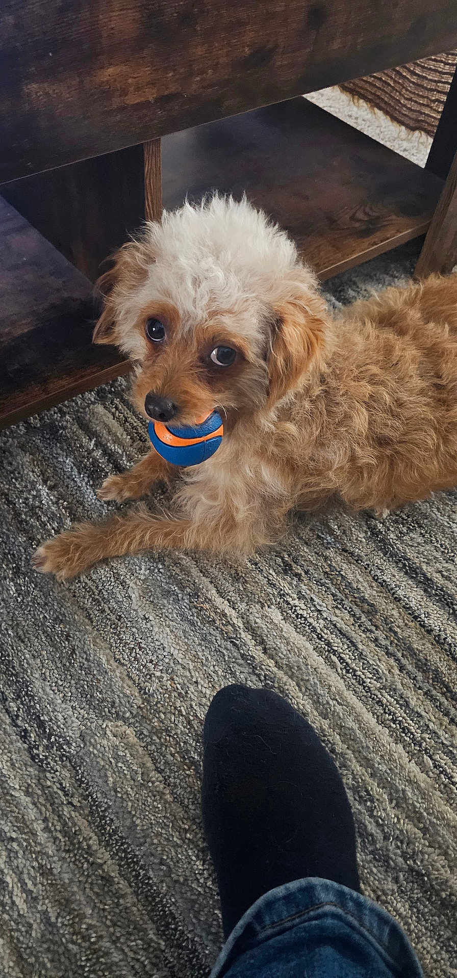 Cinnamon