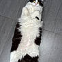 Noopy participe au concours pour gagner de l'argent avec cette photo : abyssinian, accessories, angora, animal, blackcat, cat, clothing, collar, formalwear, fur, hardwood, indoors, kitten, manx, person, pet, slate, sleeping, strap, tie