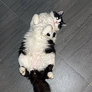 Noopy a rejoint le concours — aidez-le/la à gagner de superbes lots ! accessories, angora, animal, blackcat, canine, cat, dog, hardwood, indoors, kitten, leash, manx, person, pet, skunk, slate, sleeping, strap, tile, wood