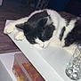 Noopy a rejoint le concours — aidez-le/la à gagner de superbes lots ! animal, cat, diningtable, drawer, food, furniture, glass, hardwood, jar, kitten, manx, person, pet, pottery, shelf, sleeping, sweets, table, vase, wood