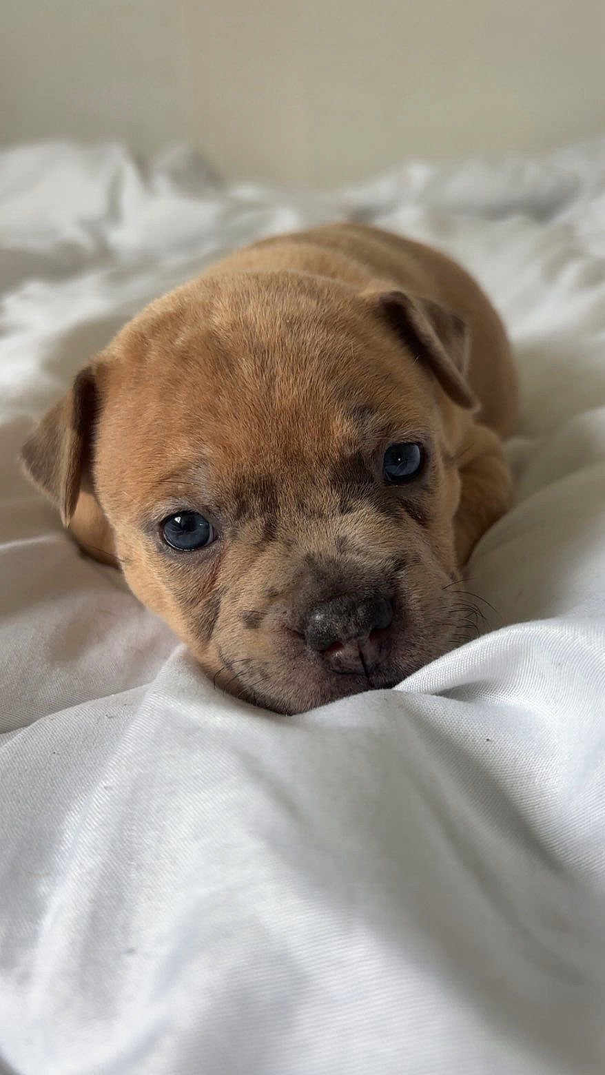 Cali participe au concours pour gagner de l'argent avec cette photo : puppy, dog, close_up, cute, sleepy, bed, blanket, fur, animal, pet, young, lying_down, face, snout, ears, indoor, soft_light, adorable, resting, portrait