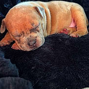 Cali a rejoint le concours — aidez-le/la à gagner de superbes lots ! puppy, sleeping, dog, fur, black_blanket, cozy, cute, pet, animal, resting, soft, indoors, young, closeup, adorable, nap, mammal, tiny, peaceful, warm