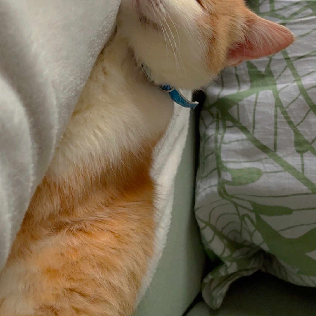 Simba