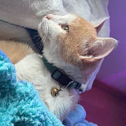 Simba a rejoint le concours — aidez-le/la à gagner de superbes lots ! cat, orange_cat, white_cat, pet, collar, bell, blanket, blue_blanket, cozy, indoor, feline, fur, cute, resting, side_view, animal, soft_texture, relaxed, warm, comfort