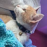 cat, orange_cat, white_cat, pet, collar, bell, blanket, blue_blanket, cozy, indoor, feline, fur, cute, resting, side_view, animal, soft_texture, relaxed, warm, comfort