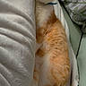 cat, sleeping, orange_and_white, pet, cozy, blanket, indoor, cute, feline, resting, paw, collar, soft_texture, comfort, relaxation, nap, animal, fur, domestic_cat, home