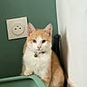 Simba participe au concours pour gagner de l'argent avec cette photo : cat, orange_cat, white_cat, pet, indoor, litter_box, collar, bell, floor, corner, wall, green_wall, white_wall, curious, sitting, feline, domestic_animal, quiet, home, cute
