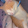 Simba a rejoint le concours — aidez-le/la à gagner de superbes lots ! cat, sleeping, orange, white, pet, bed, blanket, cozy, cute, domestic_animal, fur, relaxing, resting, indoor, animal, collar, soft, cute_pet, nap, peaceful