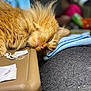 blurred_background, brown_surface, cat, close_up, cozy, domestic_animal, feline, fluffy_fur, folded_cloth, fur_texture, indoor, nap, orange_cat, paper_cutouts, pet, relaxed, resting, sleeping, soft_lighting, whiskers