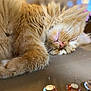 animal_face, blurred_background, cat, closeup, cozy, cute, domestic_animal, fur, glass_pins, indoor, napping, orange_cat, pet, pins, relaxed, resting, sleeping, soft_fur, table, whiskers