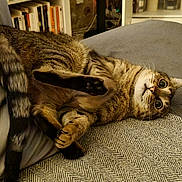 Cana a rejoint le concours — aidez-le/la à gagner de superbes lots ! cat, tabby, feline, pet, indoor, couch, stretching, cozy, furniture, living_room, curious, wide_eyes, paw, fur, relaxed, home, domestic_animal, cute, animal, mammal