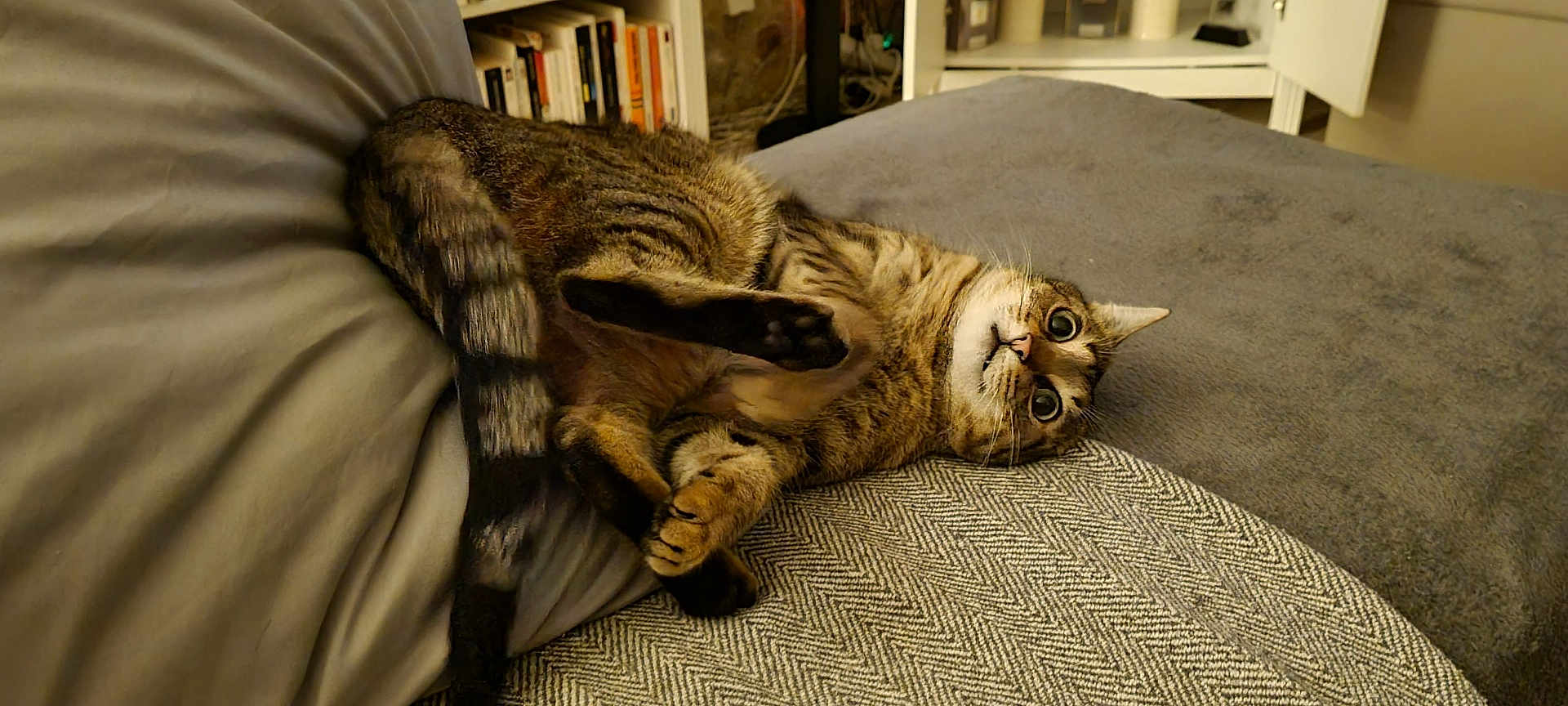 Cana a rejoint le concours — aidez-le/la à gagner de superbes lots ! cat, tabby, feline, pet, indoor, couch, stretching, cozy, furniture, living_room, curious, wide_eyes, paw, fur, relaxed, home, domestic_animal, cute, animal, mammal