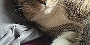 Halo joined the competition — help win amazing prizes! animal, bed, blanket, burgundy, cat, close_up, cute, feline, fur, golden_eyes, gray, indoor, paw, pet, relaxed, resting, sleepy, soft, tabby, whiskers