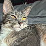 Halo joined the competition — help win amazing prizes! animal, bed, bedding, cat, close_up, comfortable, cozy, domestic, feline, fur, golden_eyes, gray_cat, indoor, pet, portrait, relaxed, resting, soft_light, tabby, whiskers
