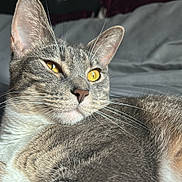 Halo is registered to the contest to win money with this photo: animal, bed, bedding, cat, close_up, comfortable, cozy, domestic, feline, fur, golden_eyes, gray_cat, indoor, pet, portrait, relaxed, resting, soft_light, tabby, whiskers