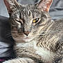 Halo joined the competition — help win amazing prizes! animal, bed, blanket, cat, close_up, cute, domestic_cat, feline, fur, gray_cat, indoor, paw, pet, portrait, relaxed, sleepy, soft, whiskers, white_fur, winking