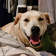 Max is registered to the contest to win money with this photo: dog, smiling, bed, blanket, gold_chain, indoor, cozy, fur, pet, canine, comfort, resting, clothing, fabric, happy, tongue, ears, closeup, animal, domestic