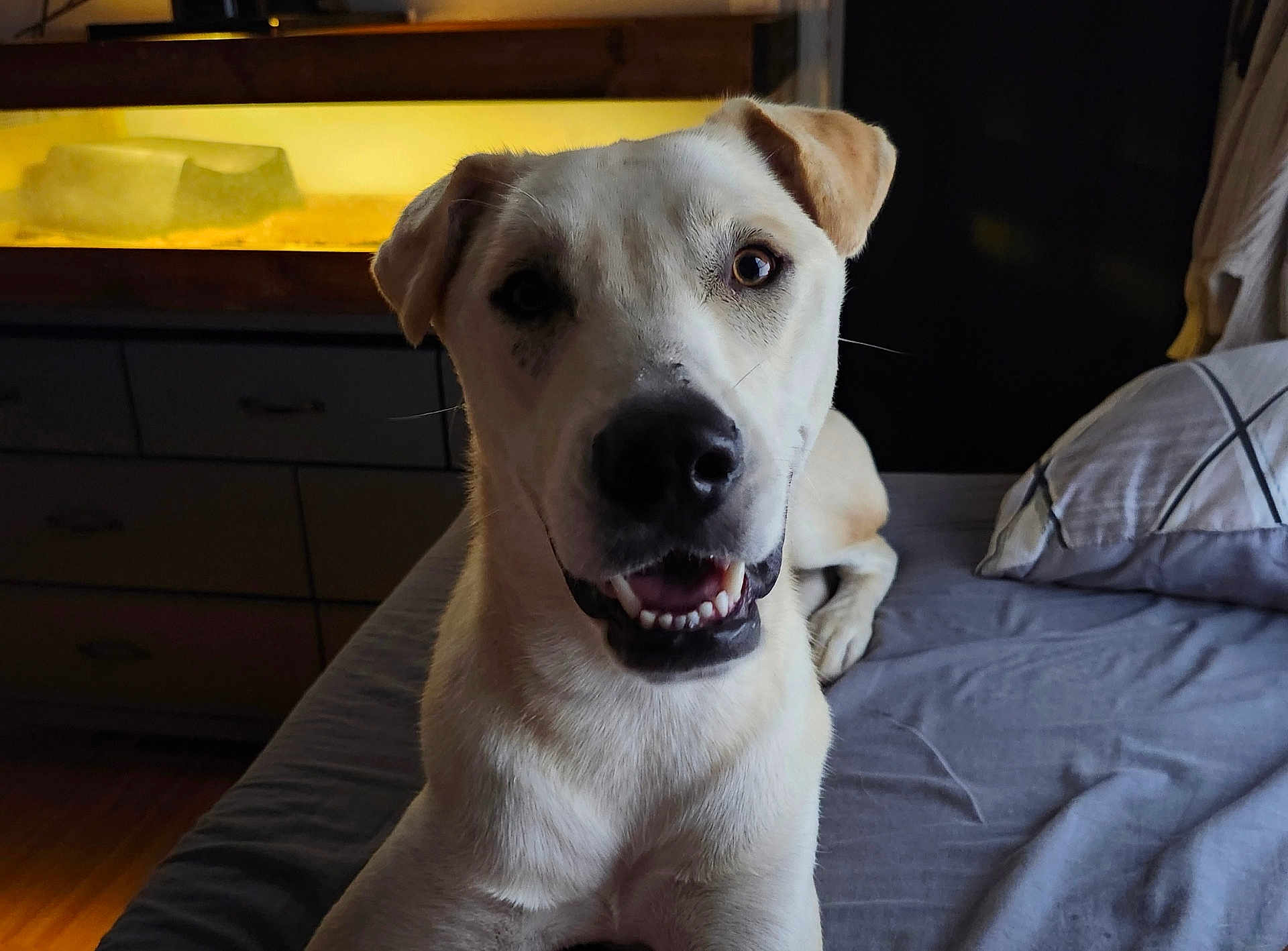 Max is registered to the contest to win money with this photo: dog, pet, bed, indoor, smiling, happy, animal, canine, furniture, pillow, blanket, light, room, resting, closeup, portrait, whiskers, ears, mouth, teeth