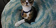 Logan is registered to the contest to win money with this photo: cat, tabby, pet, indoor, cozy, cushion, crocheted, blue, green, fur, whiskers, collar, curious, wide_eyes, looking, resting, home, soft, round, comfortable