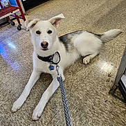 Cher is registered to the contest to win money with this photo: dog, leash, collar, indoor, floor, tile_floor, pet, animal, white_coat, black_coat, canine, laying_down, looking_at_camera, obedient, tag, paw, ears, tail, leash_clip, calm