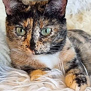 Chanel a rejoint le concours — aidez-le/la à gagner de superbes lots ! cat, tortoiseshell_cat, pet, feline, animal, close_up, green_eyes, fluffy_rug, resting, paw, fur, whiskers, indoor, cute, portrait, lying_down, domestic_cat, soft_texture, relaxed, animal_portrait