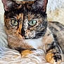 cat, tortoiseshell_cat, pet, feline, animal, close_up, green_eyes, fluffy_rug, resting, paw, fur, whiskers, indoor, cute, portrait, lying_down, domestic_cat, soft_texture, relaxed, animal_portrait