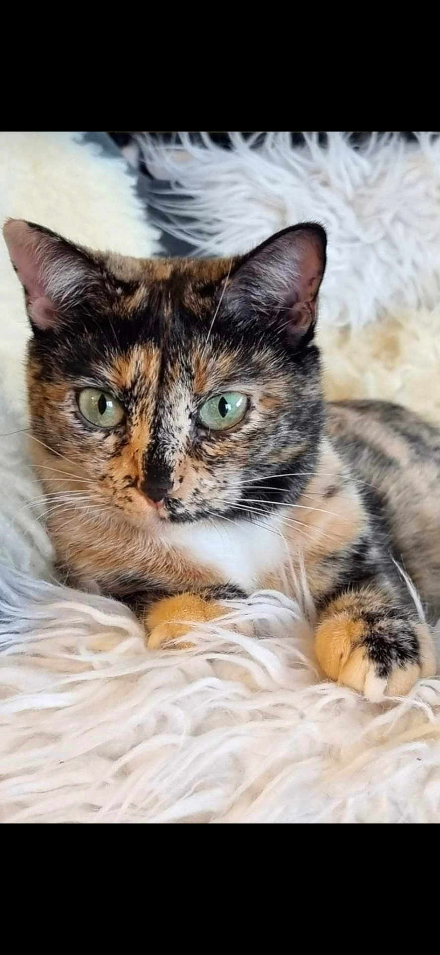 Chanel a rejoint le concours — aidez-le/la à gagner de superbes lots ! cat, tortoiseshell_cat, pet, feline, animal, close_up, green_eyes, fluffy_rug, resting, paw, fur, whiskers, indoor, cute, portrait, lying_down, domestic_cat, soft_texture, relaxed, animal_portrait