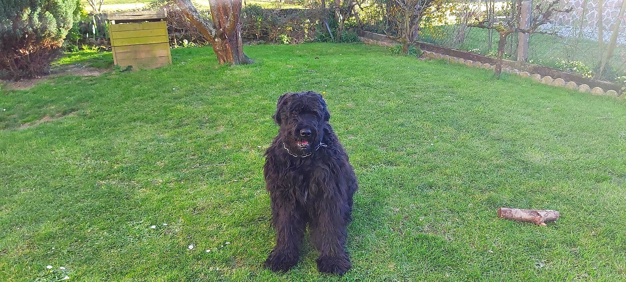 Golane a rejoint le concours — aidez-le/la à gagner de superbes lots ! bergamasco_shepherd, canidae, carnivore, companion_dog, dog, dog_breed, fur, garden, giant_dog_breed, grass, herding_dog, komondor, plant, puli, sporting_group, terrier, tree, water_dog, working_animal, working_dog