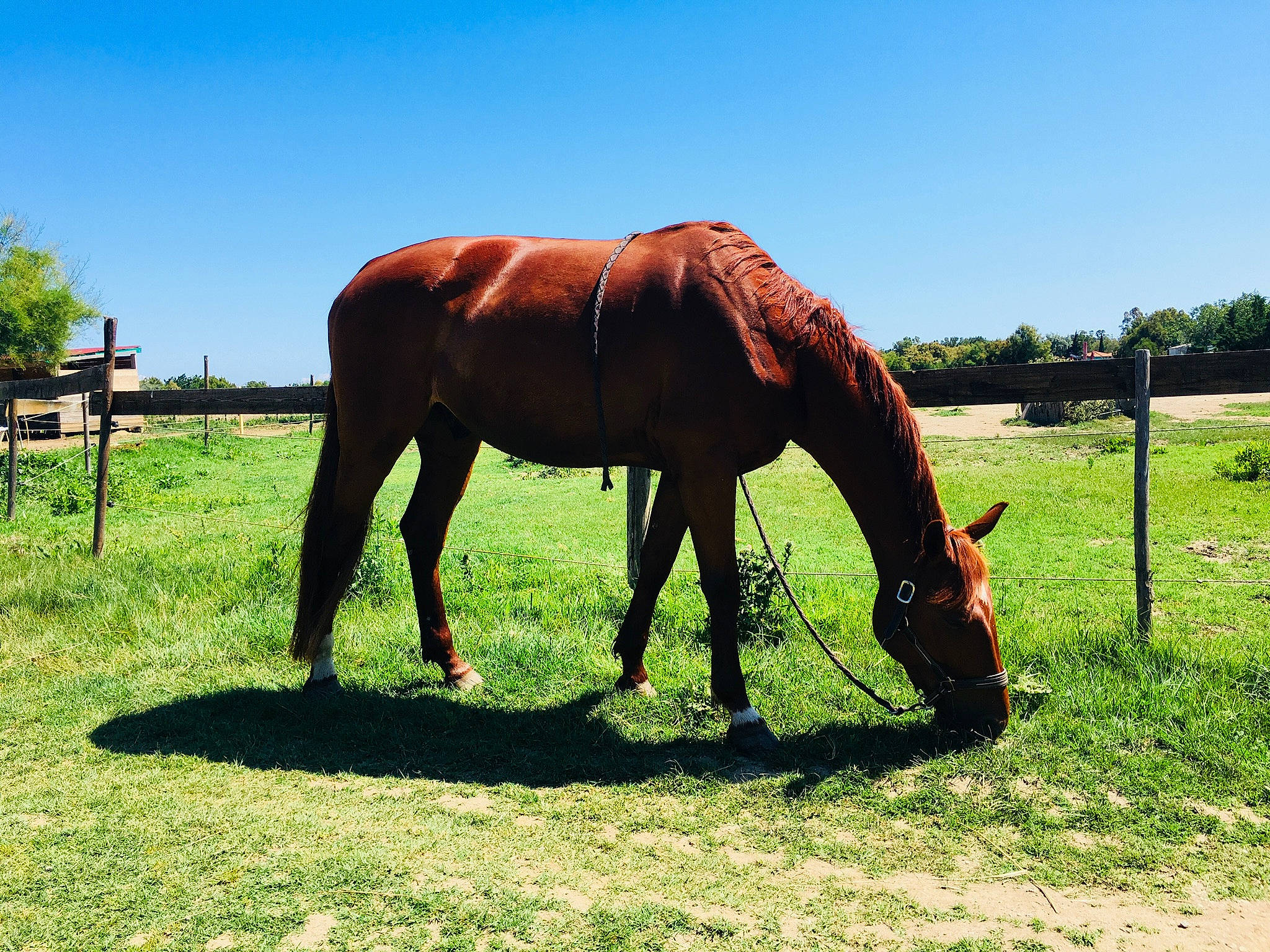 Caruso Josselyn a rejoint le concours — aidez-le/la à gagner de superbes lots ! field, grass, grassland, grazing, horse, landscape, liver, mane, meadow, natural_landscape, pack_animal, plain, plant, prairie, sky, snout, sorrel, terrestrial_animal, tree, working_animal