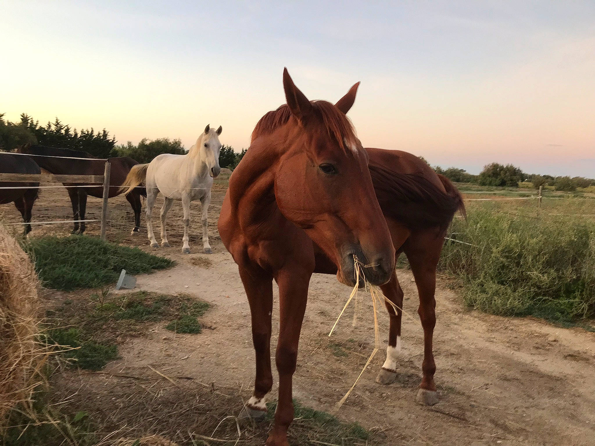 Caruso Josselyn a rejoint le concours — aidez-le/la à gagner de superbes lots ! ecoregion, grass, grassland, horse, horse_supplies, landscape, liver, mammal, mane, meadow, natural_environment, pack_animal, plant, sky, sorrel, sunlight, terrestrial_animal, tree, vertebrate, working_animal