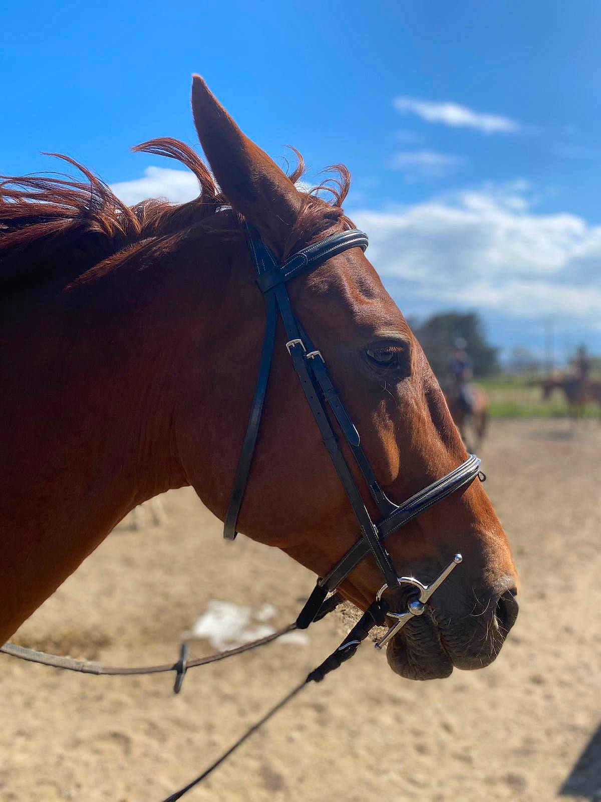 Caruso Josselyn a rejoint le concours — aidez-le/la à gagner de superbes lots ! bit, bridle, cloud, halter, horse, horse_supplies, horse_tack, landscape, liver, livestock, mane, mare, pack_animal, rein, saddle, sand, sky, snout, sorrel, working_animal