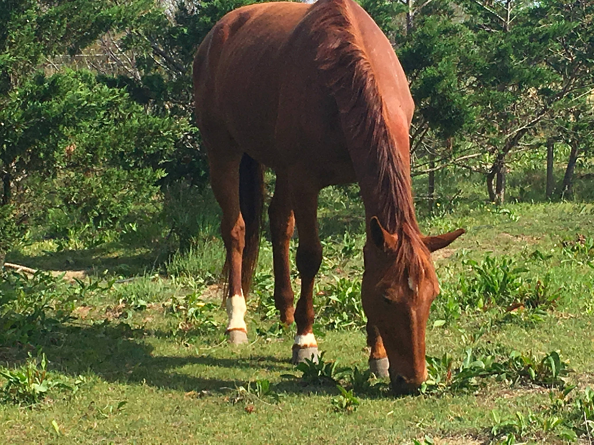 Caruso Josselyn a rejoint le concours — aidez-le/la à gagner de superbes lots ! fawn, grass, grassland, grazing, horse, landscape, liver, livestock, mane, mare, meadow, natural_landscape, pack_animal, pasture, plant, snout, sorrel, terrestrial_animal, tree, working_animal