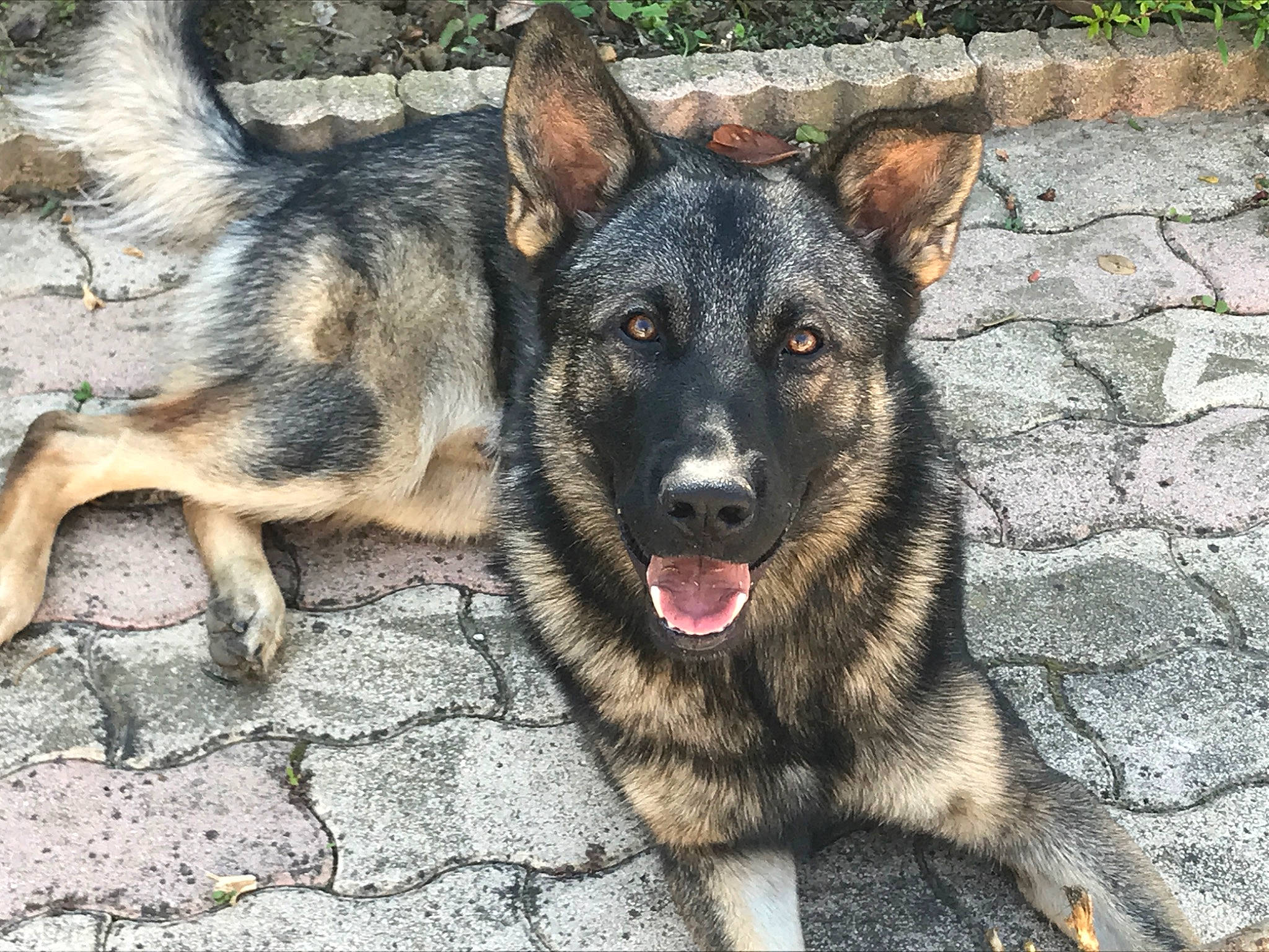 Hunter a rejoint le concours — aidez-le/la à gagner de superbes lots ! art, canidae, canis, carnivore, dog, dog_breed, east_european_shepherd, eye, fur, german_shepherd_dog, guard_dog, herding_dog, old_german_shepherd_dog, plant, snout, sporting_group, terrestrial_animal, working_animal, working_dog