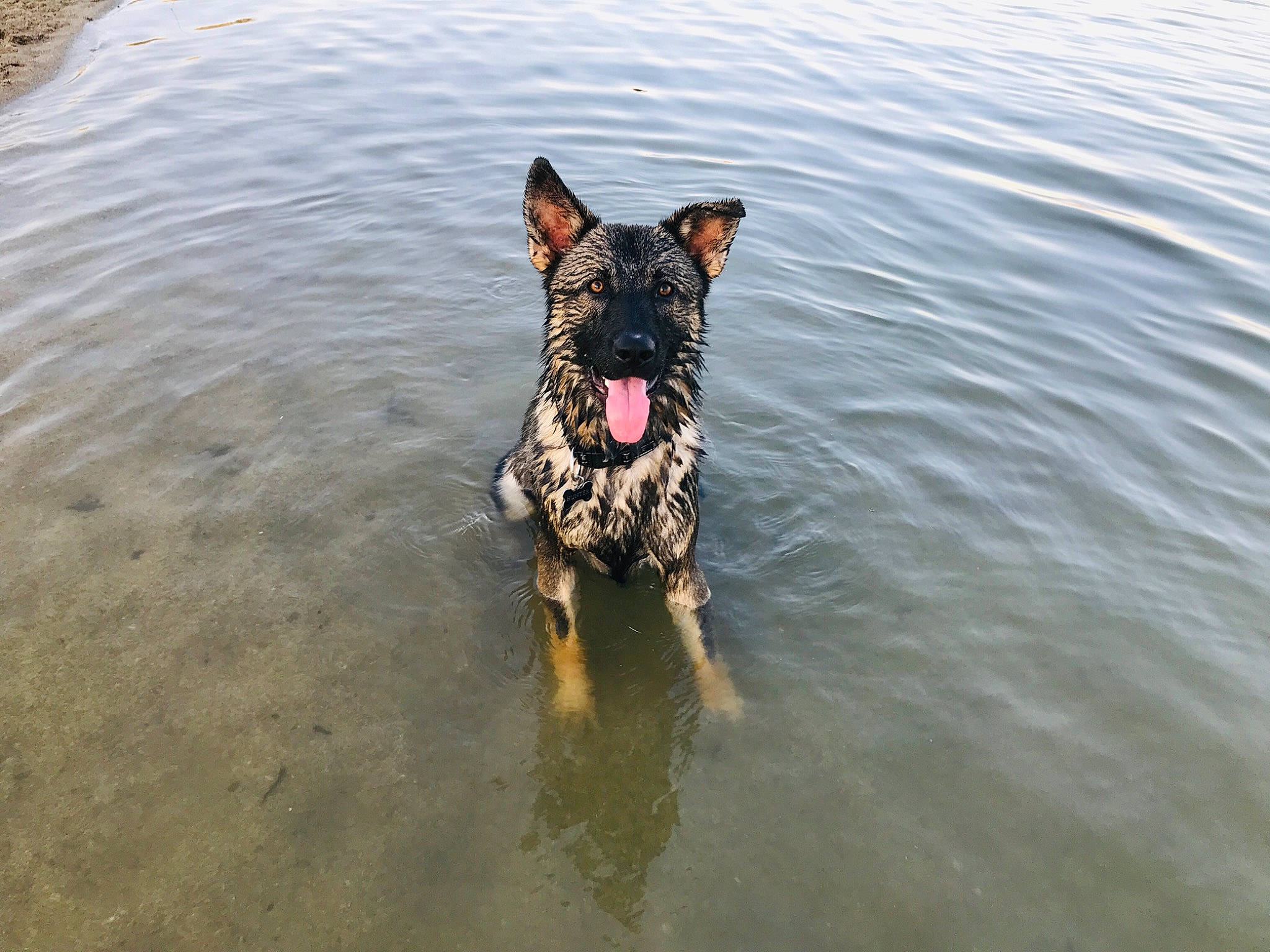 Hunter participe au concours pour gagner de l'argent avec cette photo : beach, body_of_water, canidae, carnivore, coast, collar, dog, dog_breed, fawn, fun, guard_dog, herding_dog, lake, recreation, snout, sporting_group, water, wave, working_animal, working_dog