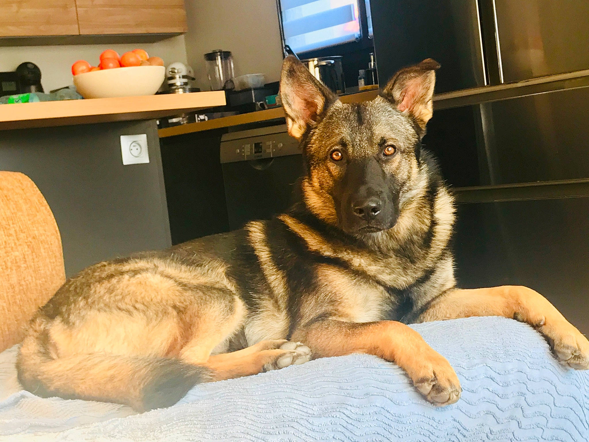 Hunter a rejoint le concours — aidez-le/la à gagner de superbes lots ! canidae, canis, carnivore, companion_dog, desk, dog, dog_breed, east_european_shepherd, fawn, fur, german_shepherd_dog, guard_dog, herding_dog, home_appliance, king_shepherd, led_backlit_lcd_display, old_german_shepherd_dog, sporting_group, television, working_dog