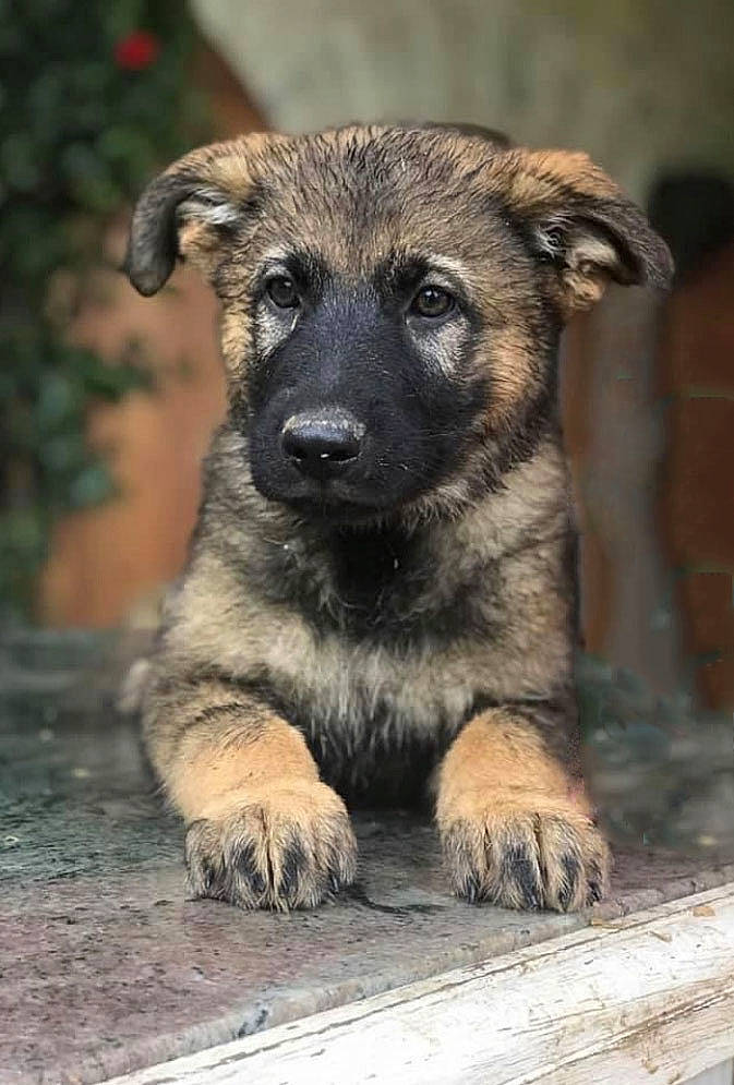 Hunter a rejoint le concours — aidez-le/la à gagner de superbes lots ! canidae, carlin_pinscher, carnivore, companion_dog, dog, dog_breed, fawn, fur, plant, snout, sporting_group, street_dog, terrestrial_animal, whiskers, wildlife, wood, working_animal, working_dog