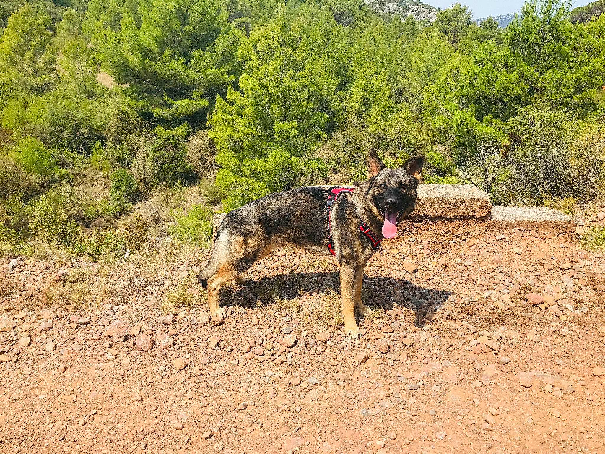 Hunter a rejoint le concours — aidez-le/la à gagner de superbes lots ! adventure, canidae, carnivore, chaparral, collar, dog, dog_breed, fawn, landscape, leash, plant, rock, shrub, shrubland, sky, soil, sporting_group, tree, walking, working_animal