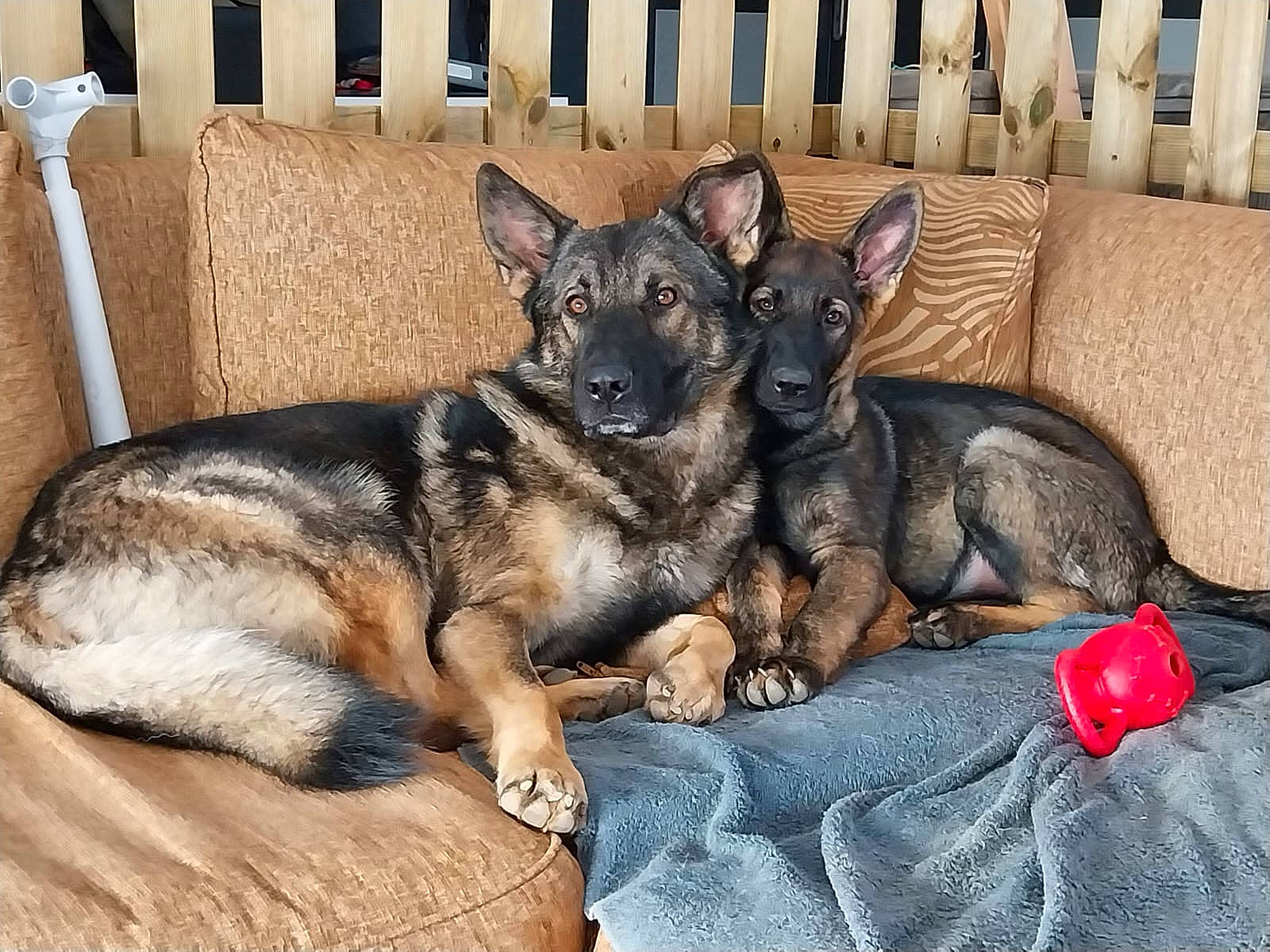 Thael participe au concours pour gagner de l'argent avec cette photo : canidae, carnivore, comfort, companion_dog, couch, dog, dog_breed, dog_supply, east_european_shepherd, fur, german_shepherd_dog, guard_dog, herding_dog, king_shepherd, old_german_shepherd_dog, paw, snout, sporting_group, terrestrial_animal, working_dog