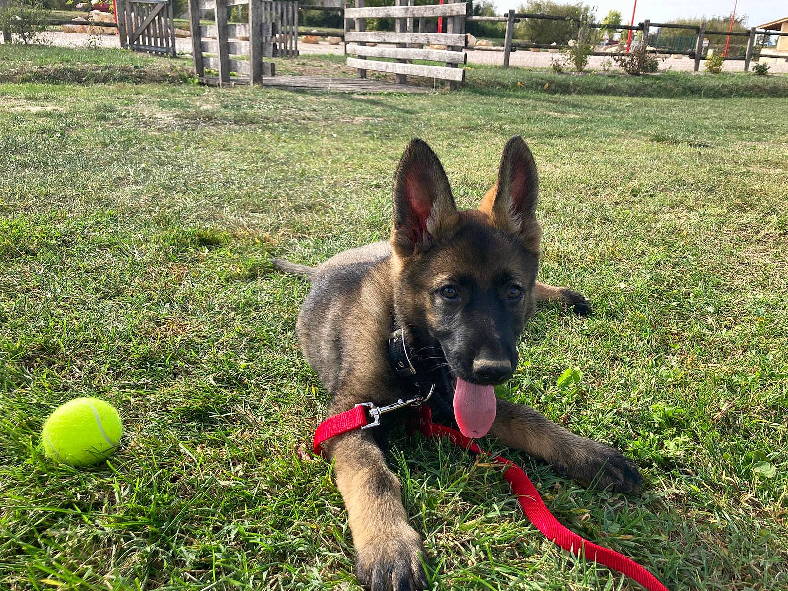 Thael participe au concours pour gagner de l'argent avec cette photo : ball, canidae, carnivore, dog, dog_breed, dog_supply, east_european_shepherd, fawn, fence, german_shepherd_dog, grass, herding_dog, king_shepherd, old_german_shepherd_dog, plant, snout, sporting_group, tennis_ball, working_animal, working_dog