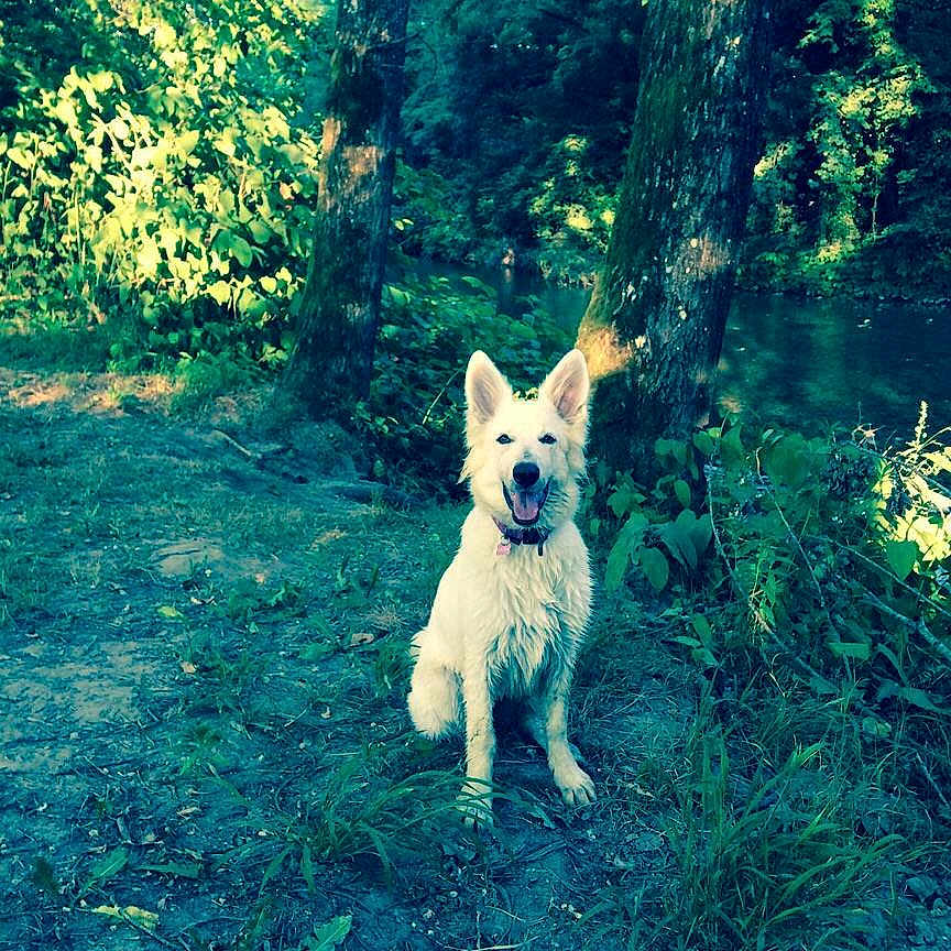 Laika