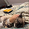 Mokka a rejoint le concours — aidez-le/la à gagner de superbes lots ! cat, sleeping, hand, bed, blanket, indoor, pet, cozy, comfort, animal, feline, resting, human_hand, soft_lighting, patterned_bedspread, blurred_background, book, warm, relaxation, cute