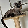Mokka a rejoint le concours — aidez-le/la à gagner de superbes lots ! cat, siamese_cat, blue_eyes, pet, indoor, cat_tree, feline, animal, relaxed, curious, fur, tail, whiskers, window_blind, perch, household, cute, mammal, domestic_animal, resting