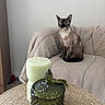cat, siamese_cat, blue_eyes, sofa, blanket, candle, glass_jar, table, woven, indoor, minimalist, cozy, furniture, pet, curious, sitting, home_decor, neutral_colors, texture, still_life