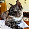 cat, tortoiseshell, indoor, table, papers, resting, fur_pattern, calm, gaze, wooden_surface, domestic, pet, closeup, whiskers, ears, relaxed, household, background, light, feline
